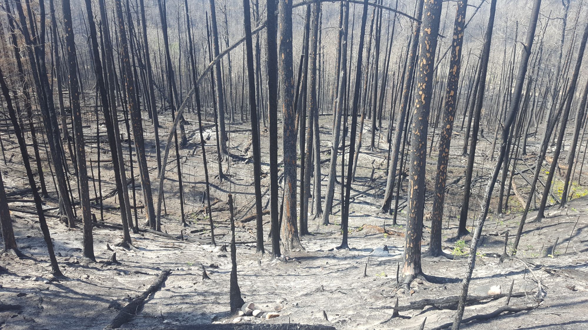 Canada fire weather outlook
